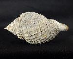 Cancellaria conradiana DALL 1890  - Bild © FossNet FossilienStore